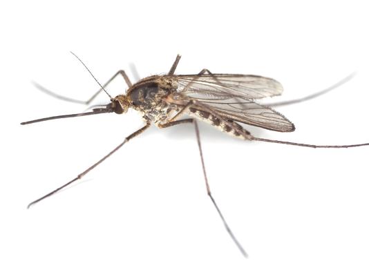 About 20% of us are especially delectable to mosquitoes.