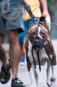 Pit_bull_restrained
