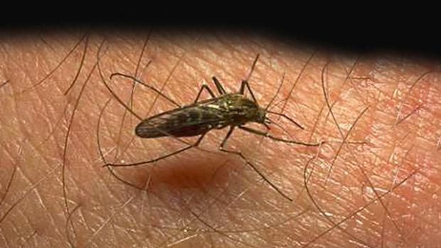 Mosquito-Borne Chikungunya Fever (AP Photo)