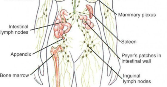 lymphatic-system-how-to-drain