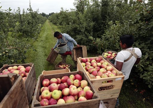 In this July 9, 2015 file photo, workers harvest early apples at Samascott Orchards in Kinderhook, N.Y. The Commerce Department releases second-quarter gross domestic product on Thursday, Aug. 27, 2015. (AP Photo/Mike Groll, File)
