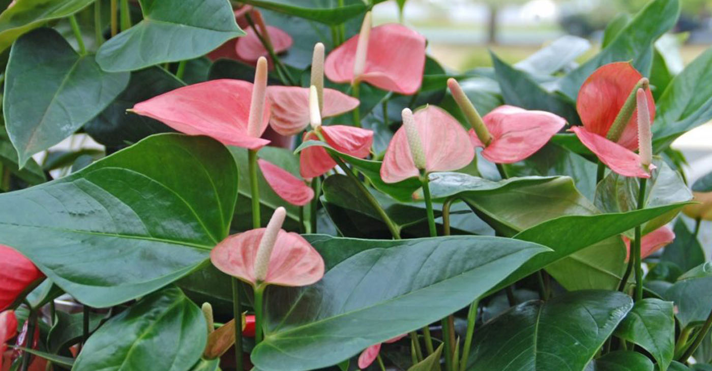The heart shaped flowers of anthurium make it the perfect gift for Valentine’s day. (Photo credit: Melinda Myers LLC)