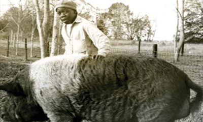 A man named Johnny Lee Gaddy recently shared with peonage researcher, Dr. Antoinette Harrell, that in 1957 he witnessed African American children being literally fed to the hogs that were on the campus of the infamous Arthur G. Dozier Reform School in the Florida Panhandle.