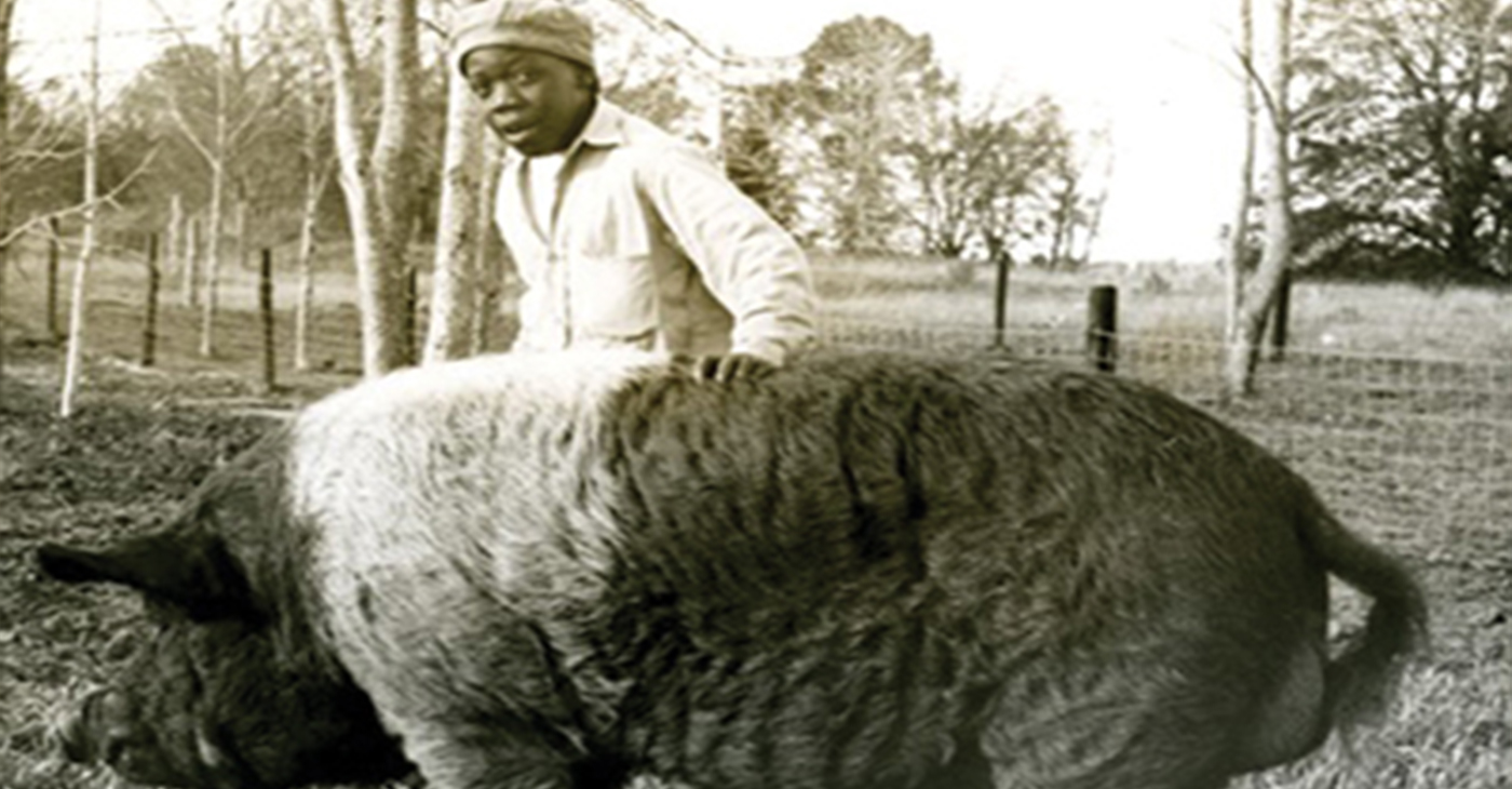 A man named Johnny Lee Gaddy recently shared with peonage researcher, Dr. Antoinette Harrell, that in 1957 he witnessed African American children being literally fed to the hogs that were on the campus of the infamous Arthur G. Dozier Reform School in the Florida Panhandle.