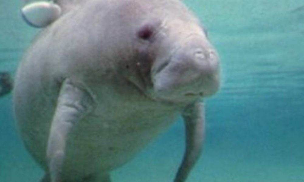 Florida Manatee (Photo by: Wiki Commons)