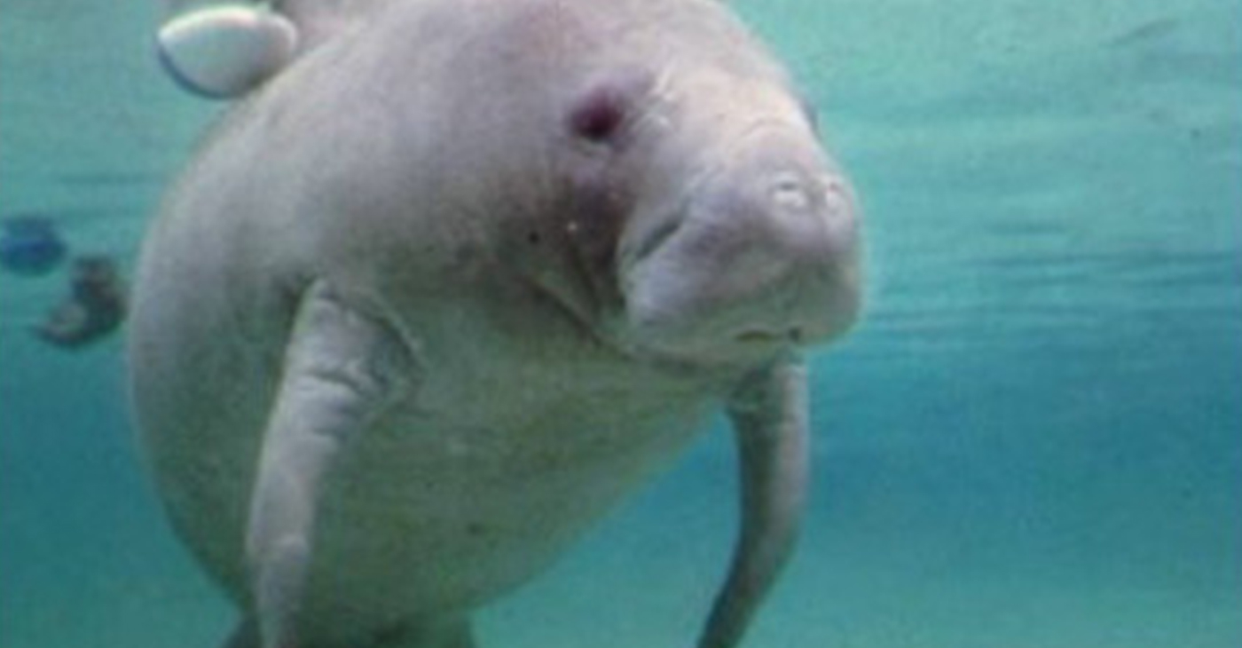 Florida Manatee (Photo by: Wiki Commons)