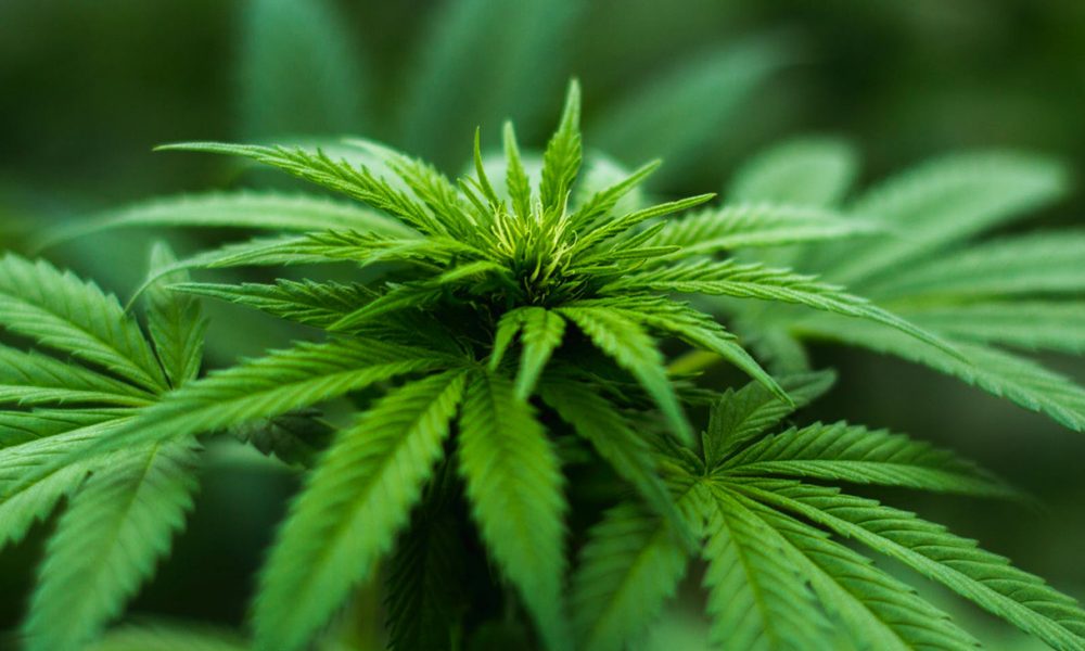 Marijuana Plant (Photo by: Michael Fischer)