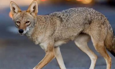 Urban Coyote (Photo by: wavenewspapers.com)