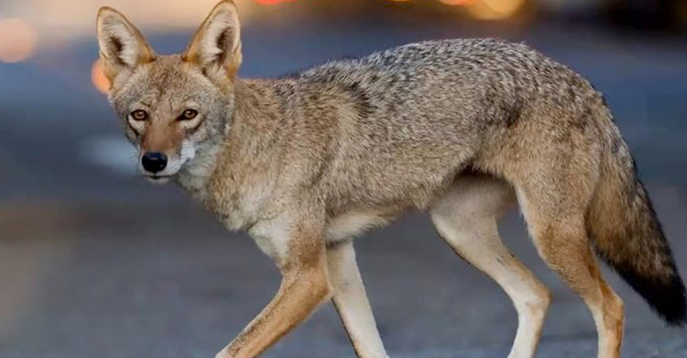 Urban Coyote (Photo by: wavenewspapers.com)