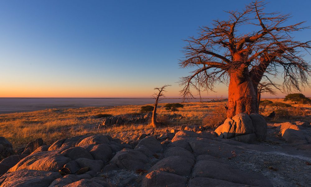 The study found that ancestors of modern humans thrived for about 70,000 years in and around Botswana until climate change forced a migration out of the area. (Photo: iStockphoto / NNPA)