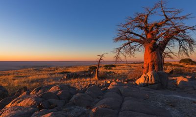 The study found that ancestors of modern humans thrived for about 70,000 years in and around Botswana until climate change forced a migration out of the area. (Photo: iStockphoto / NNPA)