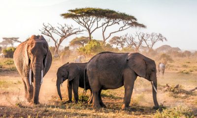 Unavoidable in Kenya’s capital city is the famed African safaris – after all, the city lays claim as the continent’s safari capital.