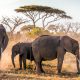 Unavoidable in Kenya’s capital city is the famed African safaris – after all, the city lays claim as the continent’s safari capital.