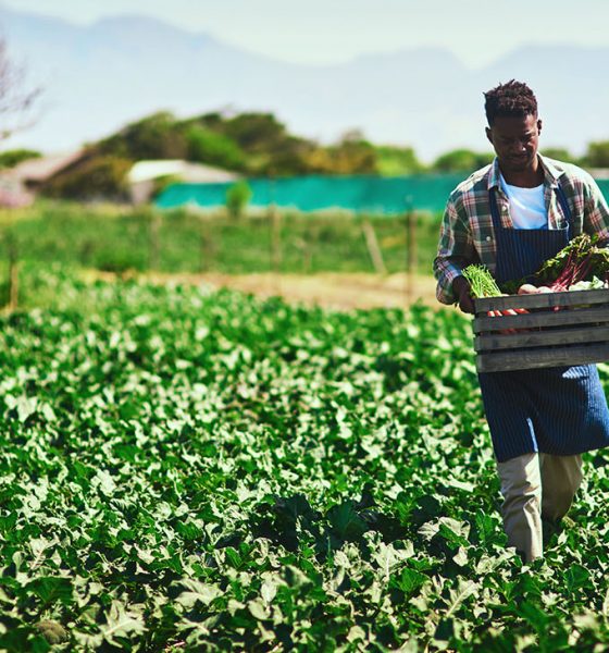 Under the proposal, the government would pay off USDA loans and USDA-guaranteed loans held by socially disadvantaged farmers and give an additional 20 percent to the farmers to cover income taxes associated with the debt relief. (Photo: iStockphoto / NNPA)