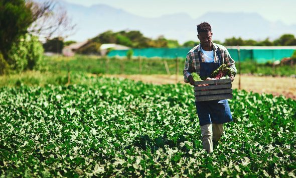 Under the proposal, the government would pay off USDA loans and USDA-guaranteed loans held by socially disadvantaged farmers and give an additional 20 percent to the farmers to cover income taxes associated with the debt relief. (Photo: iStockphoto / NNPA)