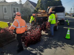Once cut down, the Richmond tree crew feeds the limbs of an uprooted plum tree into a woodchipper. Photo by Mike Kinney