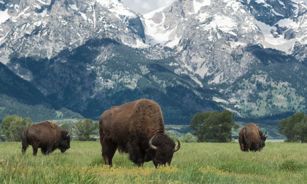 American buffalo or bison grazing on the plains in Grand Teton national park with the mountain range behind. Photo: iStockphoto / NNPA.