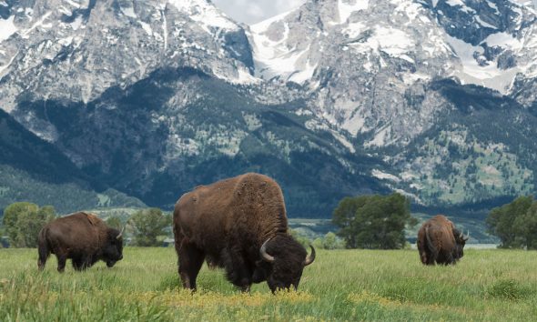 American buffalo or bison grazing on the plains in Grand Teton national park with the mountain range behind. Photo: iStockphoto / NNPA.