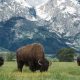 American buffalo or bison grazing on the plains in Grand Teton national park with the mountain range behind. Photo: iStockphoto / NNPA.