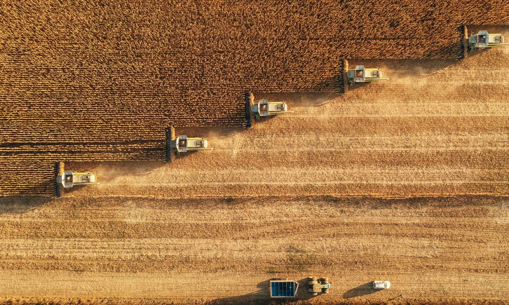 Dust rising from combine during crop harvesting, no-till technology professional occupation.