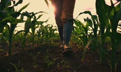 Farmer walking through maize field, low angle view with selective focus