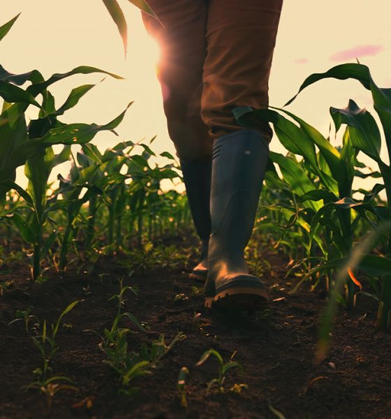 Farmer walking through maize field, low angle view with selective focus