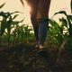 Farmer walking through maize field, low angle view with selective focus