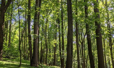 Deciduous Forest above the Potomac River along the Maryland Heights Trail in Harpers Ferry National Historical Park. Photo: iStockphoto / NNPA.