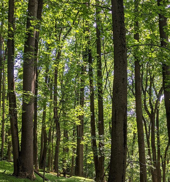 Deciduous Forest above the Potomac River along the Maryland Heights Trail in Harpers Ferry National Historical Park. Photo: iStockphoto / NNPA.